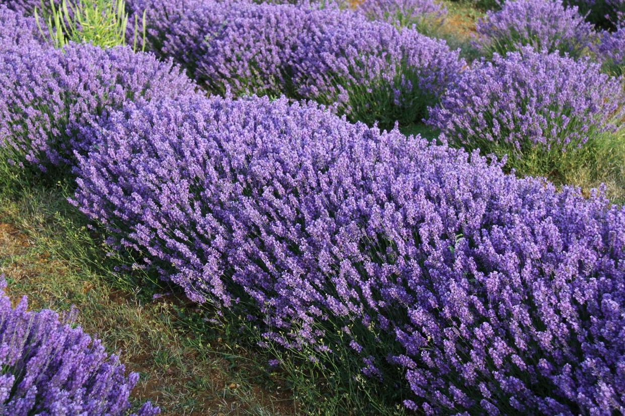 Norfolk Lavender