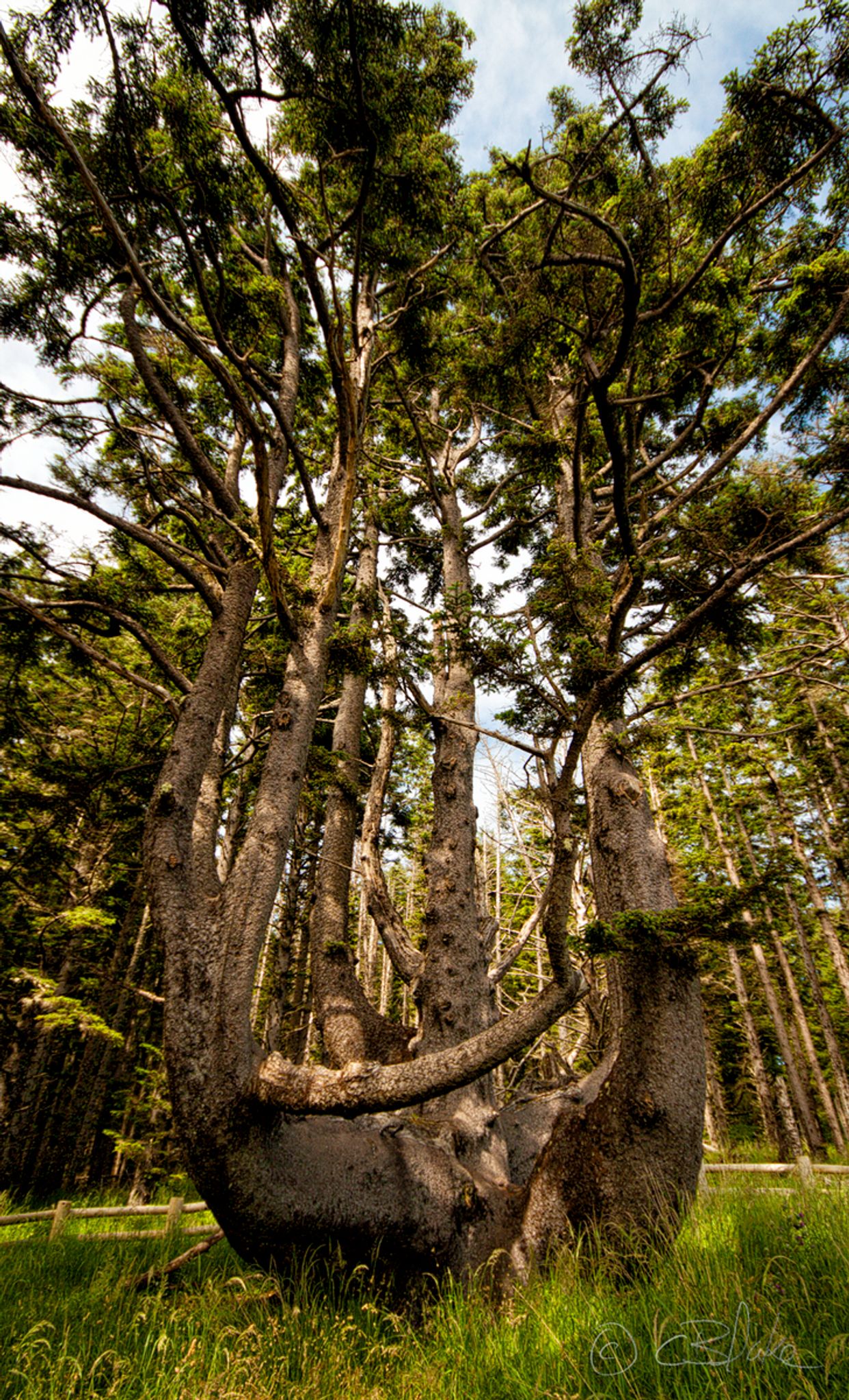Octopus Tree
