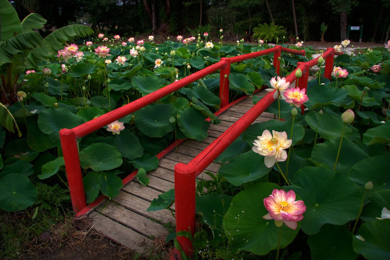 Blue Lotus Water Garden