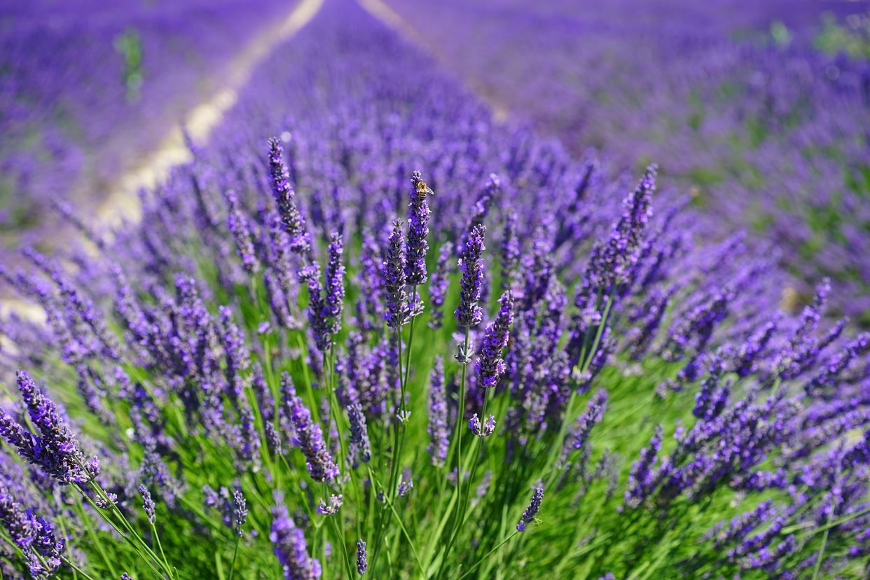 Terre Bleu Lavender Farm