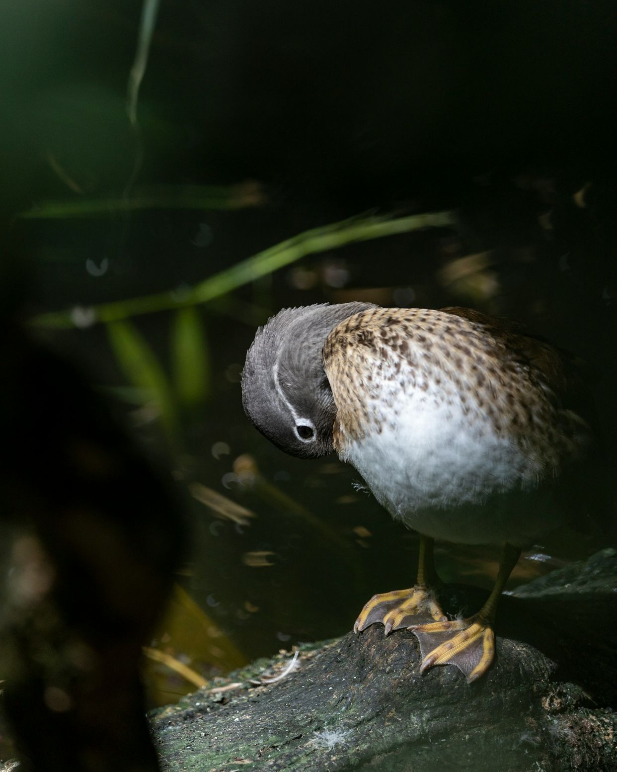 Parc des Oiseaux