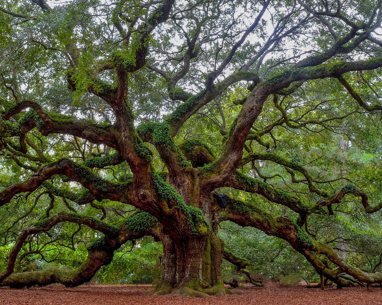 Angel Oak