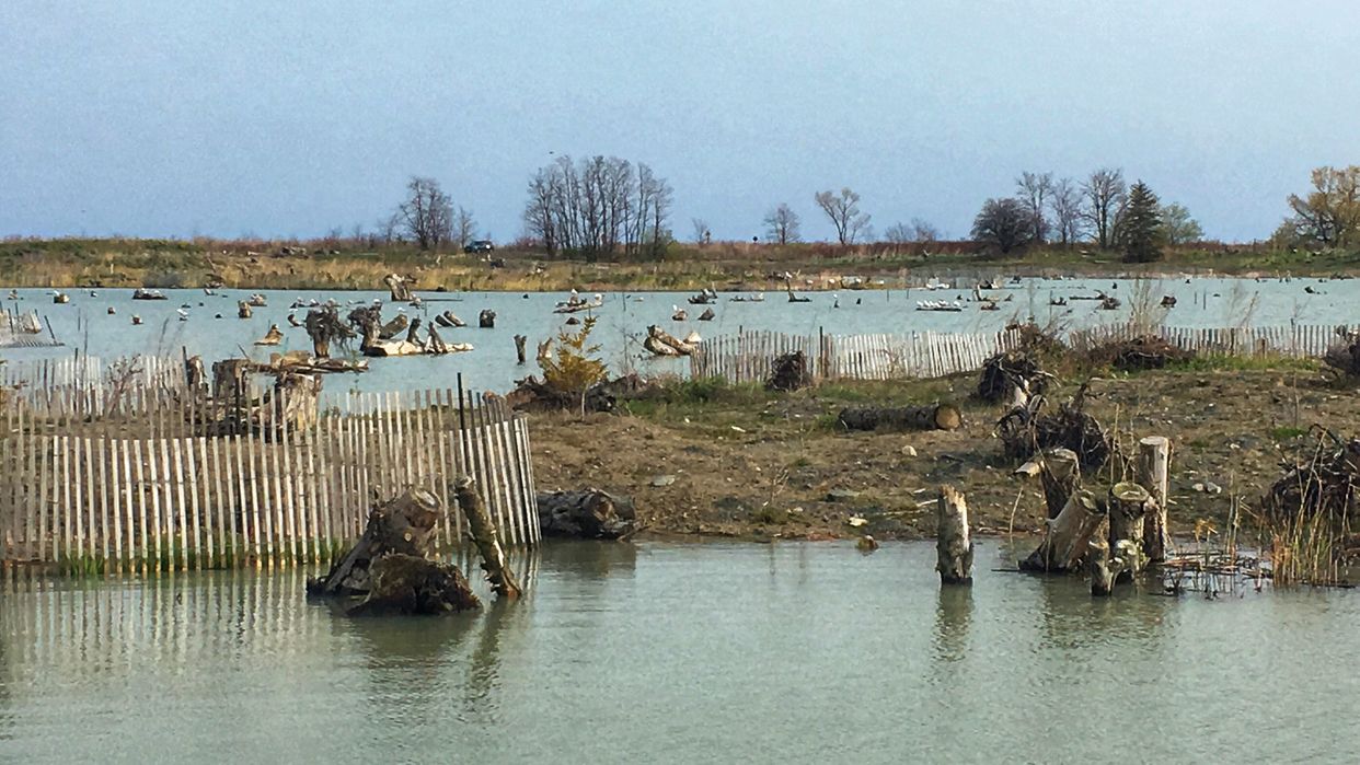 Bird Sanctuary