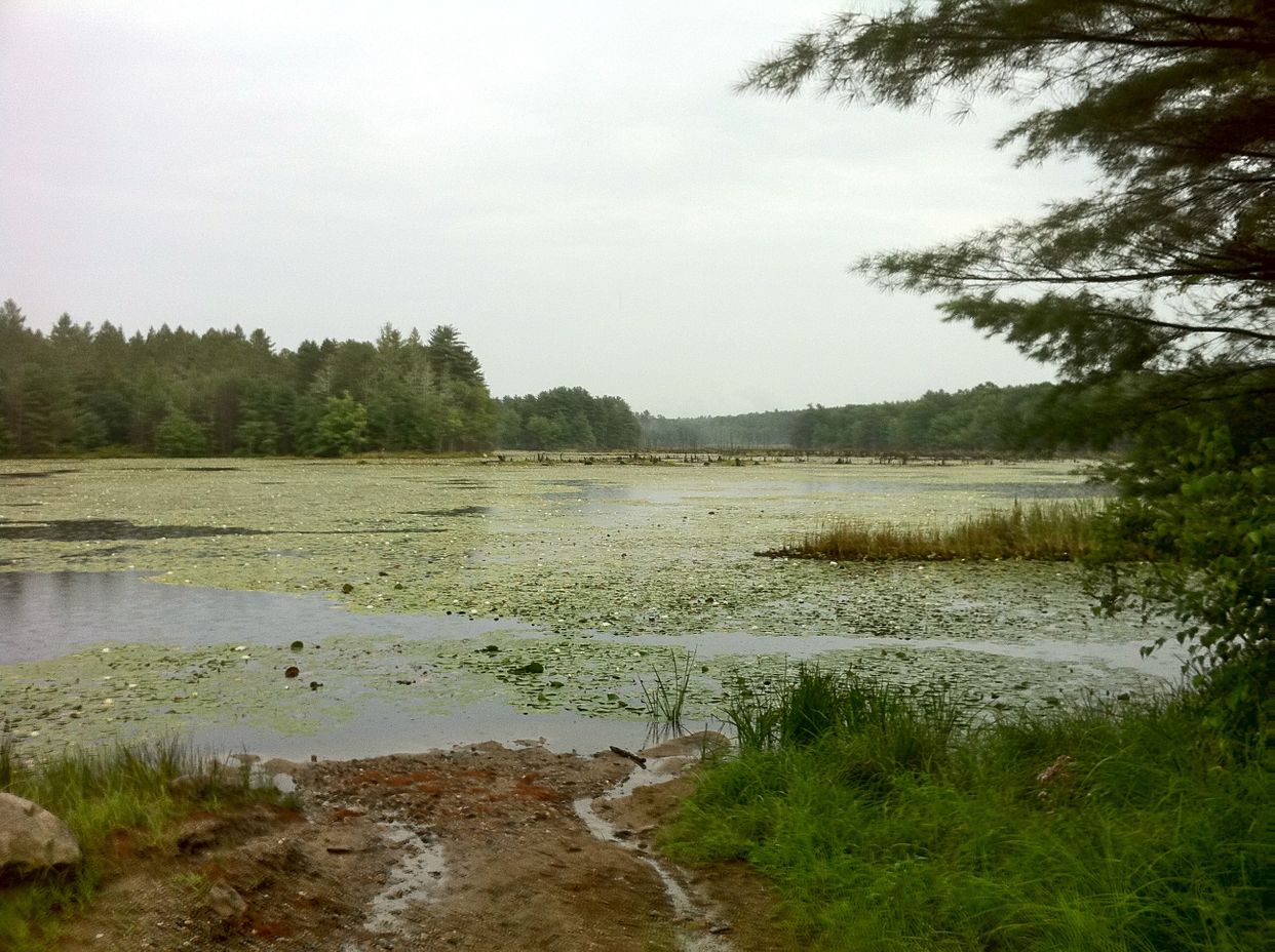 Great Meadow Brook Pond 