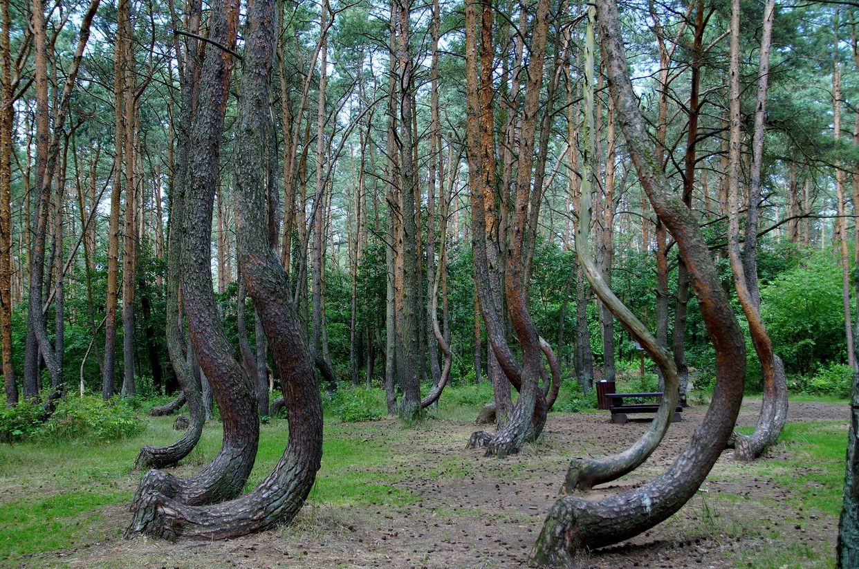 Crooked Forest