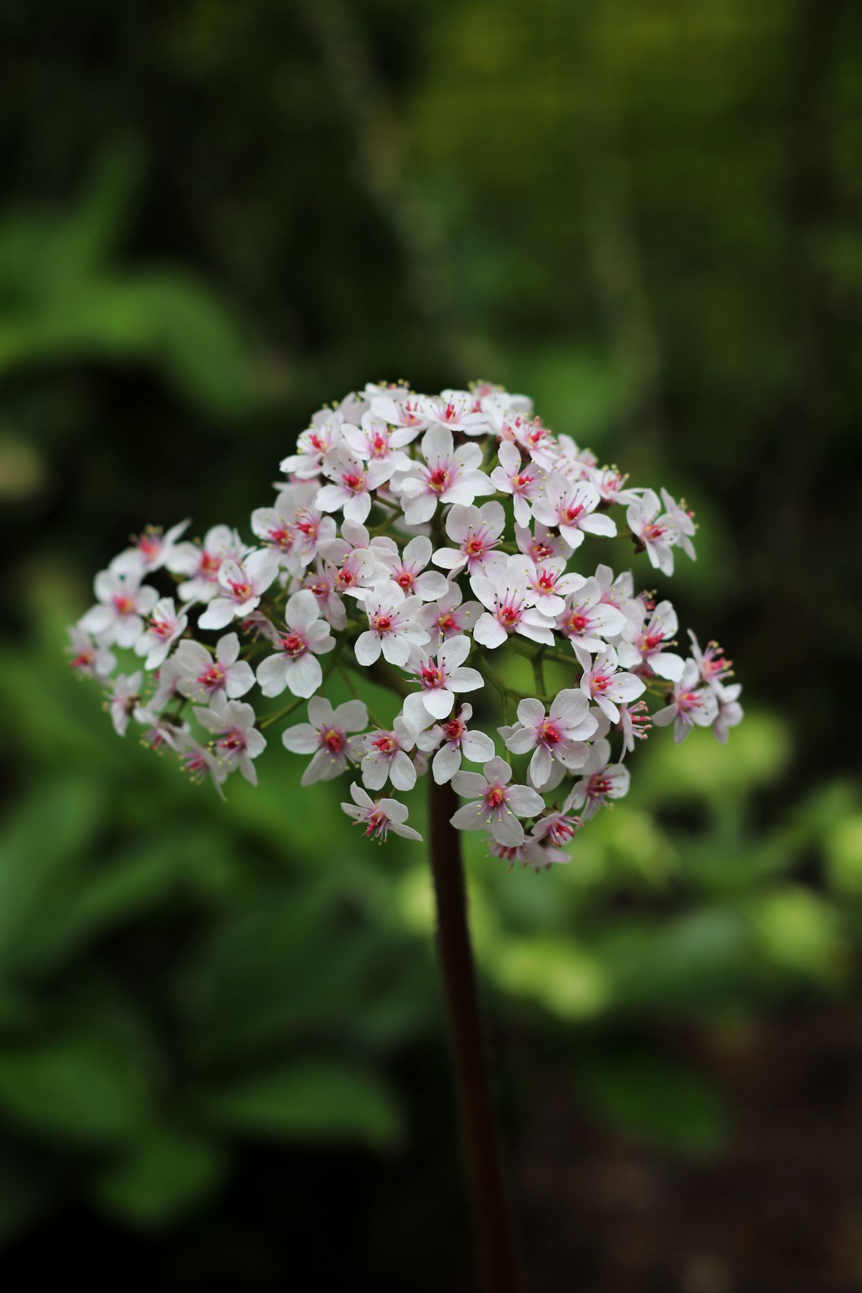 Bellevue Botanical Garden