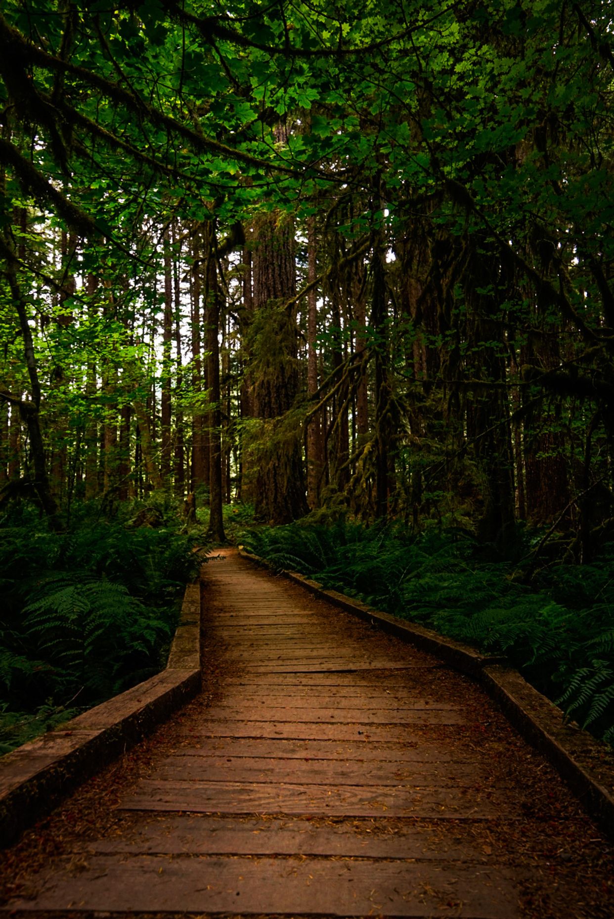 Ancient Forest Nature Trail
