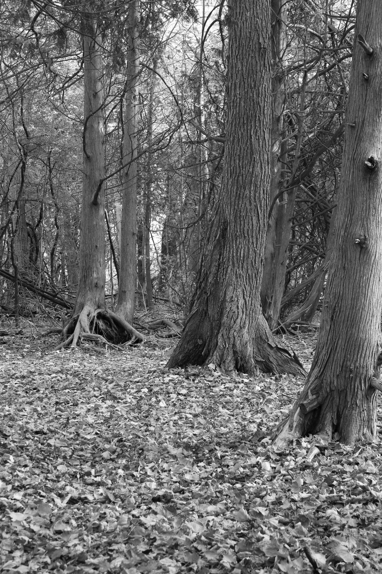 Elmira Nature Reserve