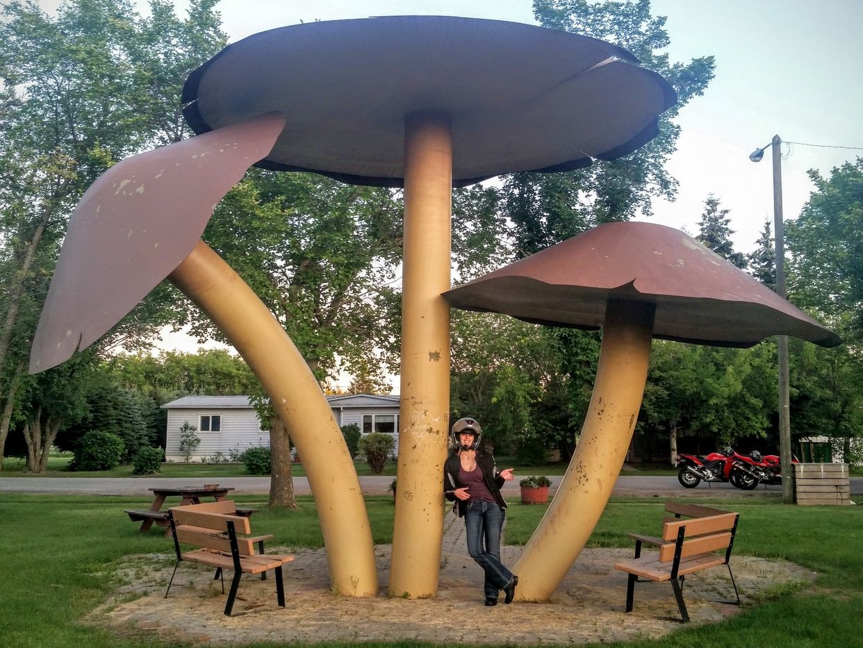 World's Largest Mushroom