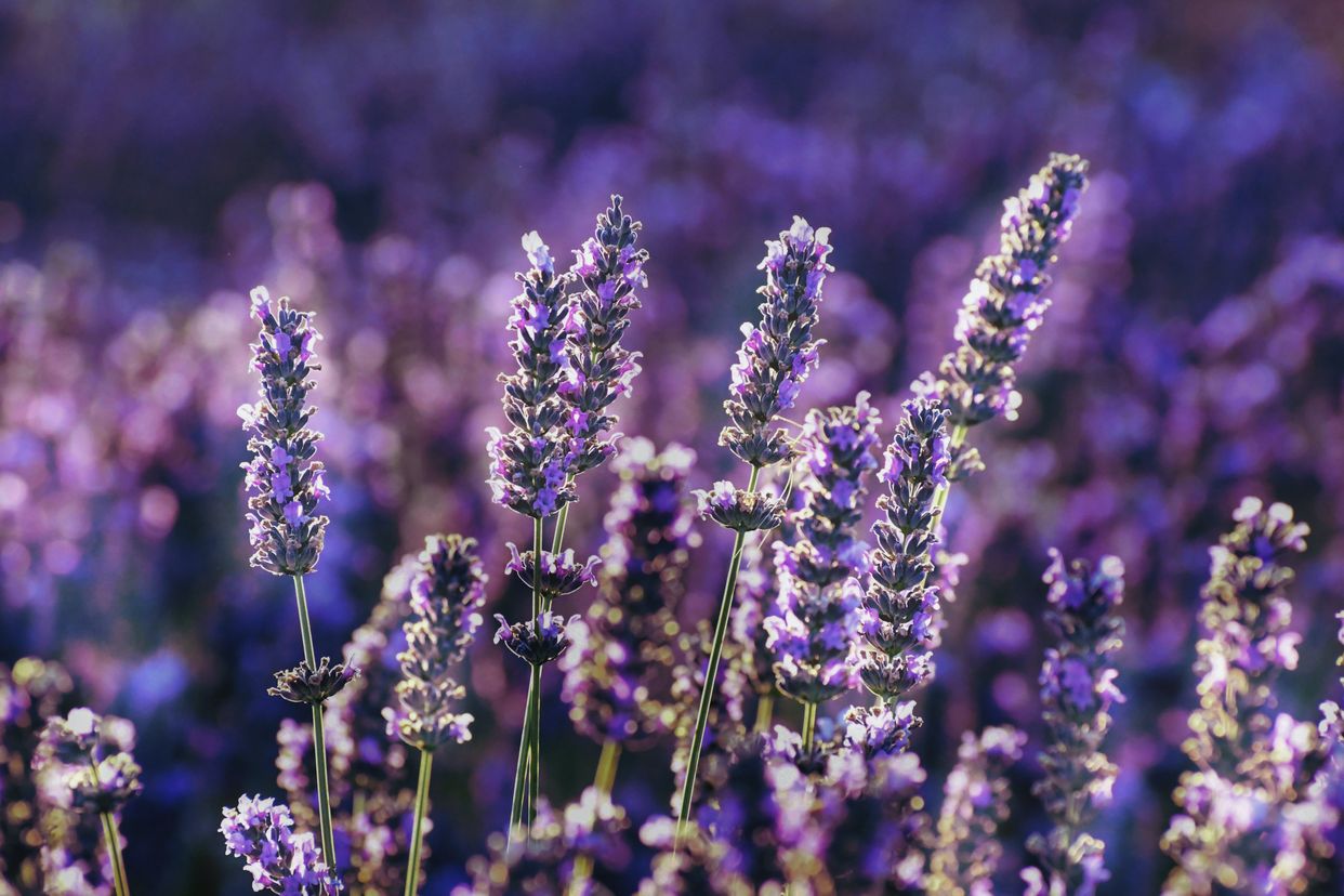 Homestead Lavender