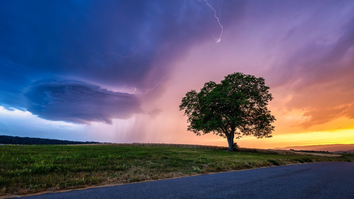 Lone Tree in Rümlang