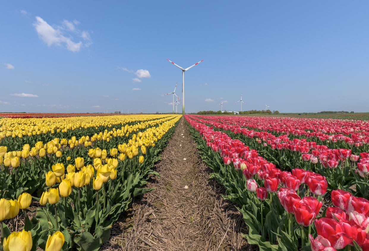Tulip Field