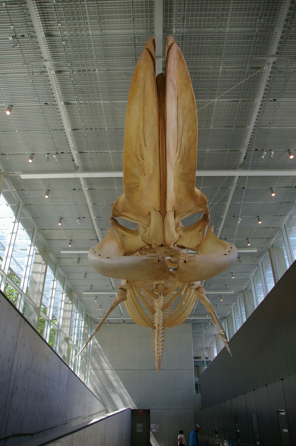 Beaty Biodiversity Museum Interior