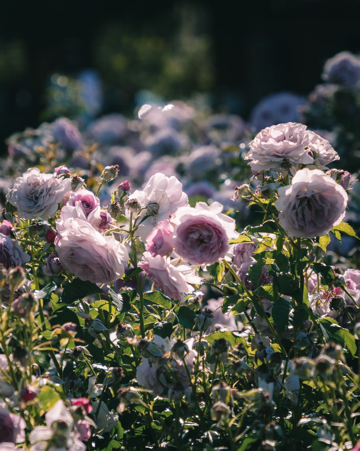 Victoria State Rose Garden