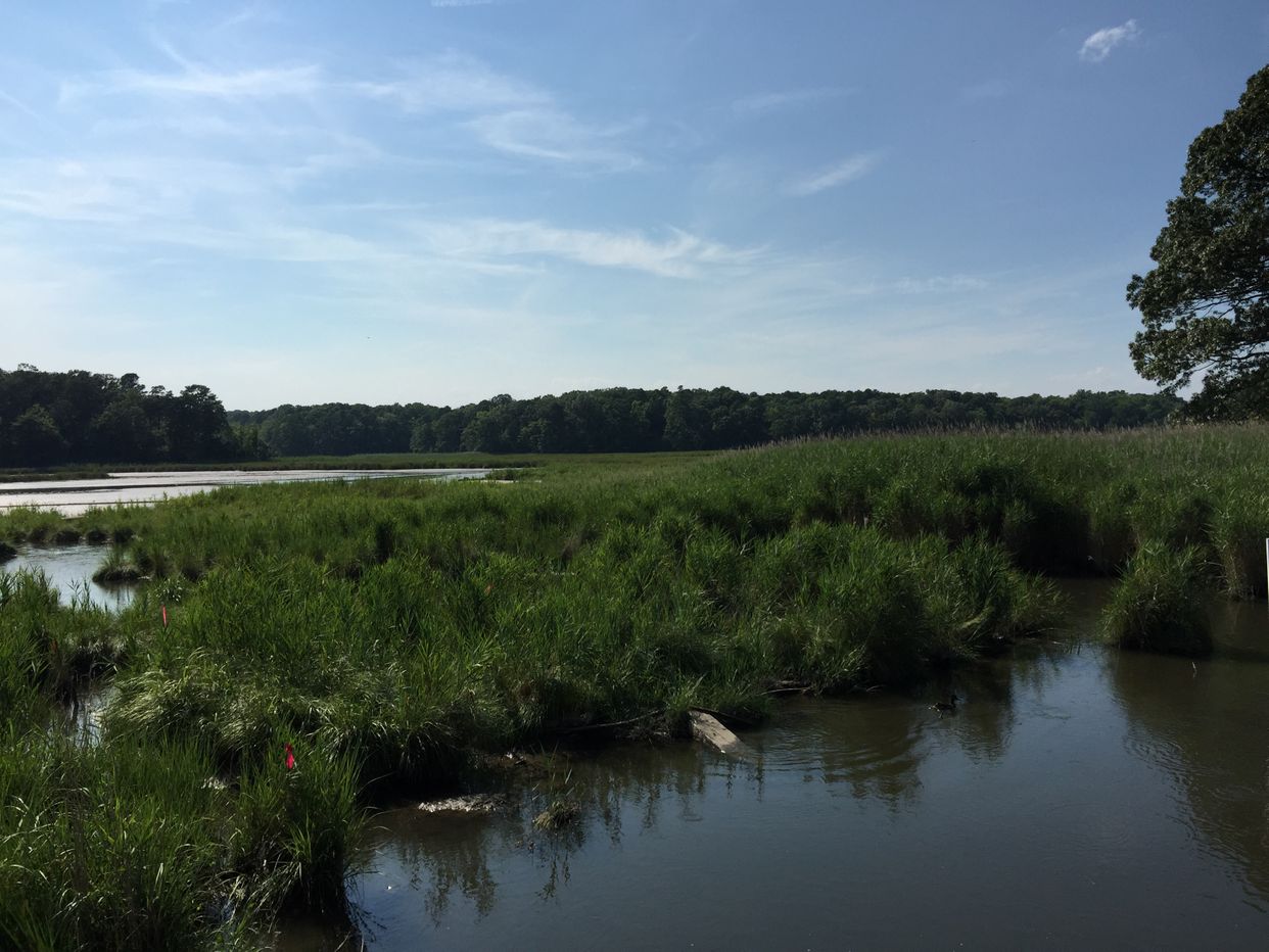 Tidal Marsh
