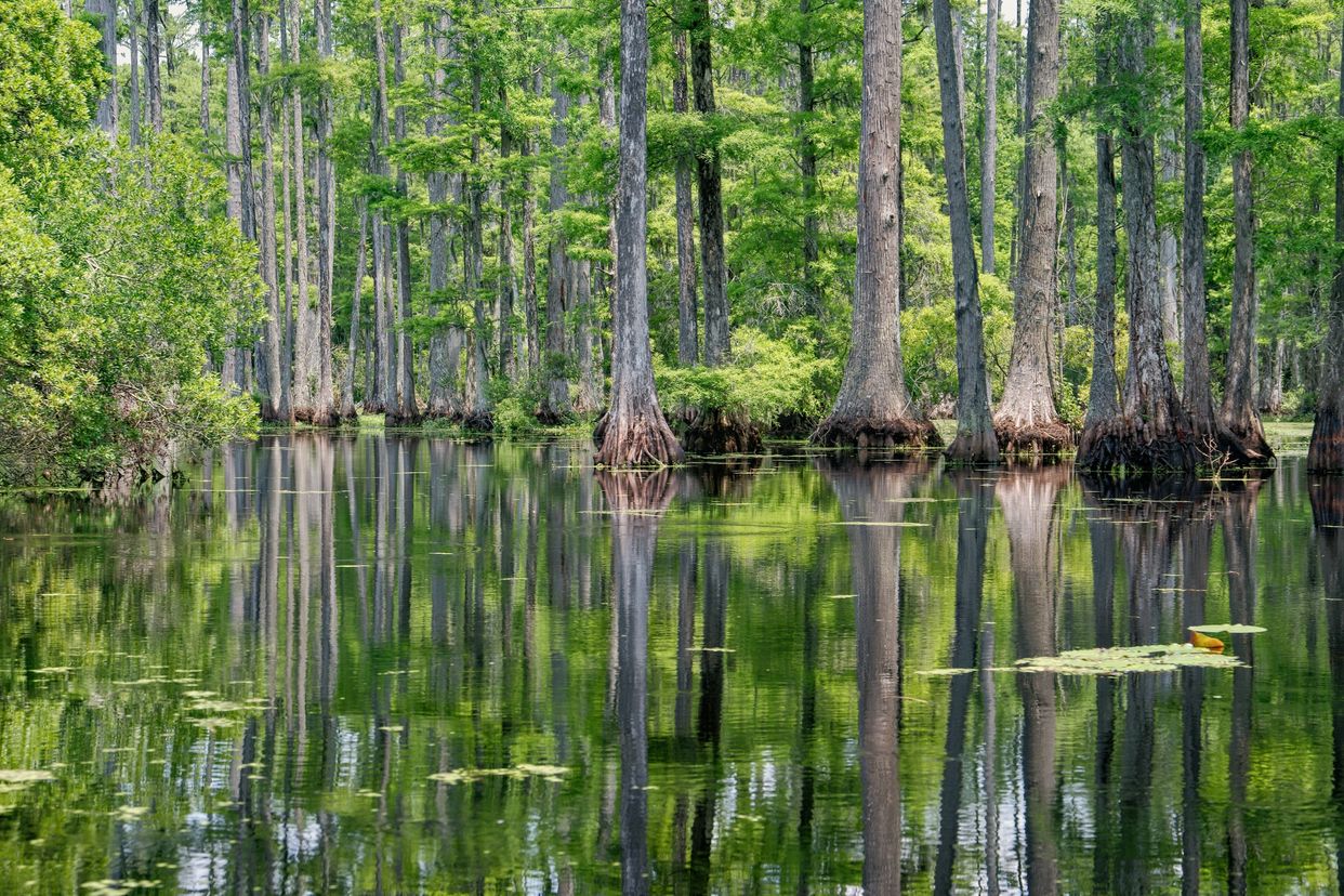 Cypress Gardens