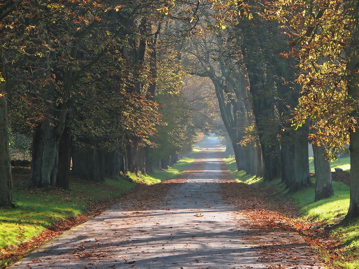 Horse Chestnut Avenue