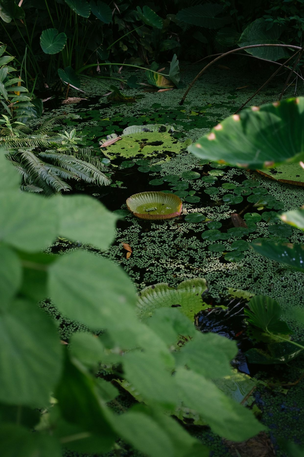 Hortus Botanicus Amsterdam