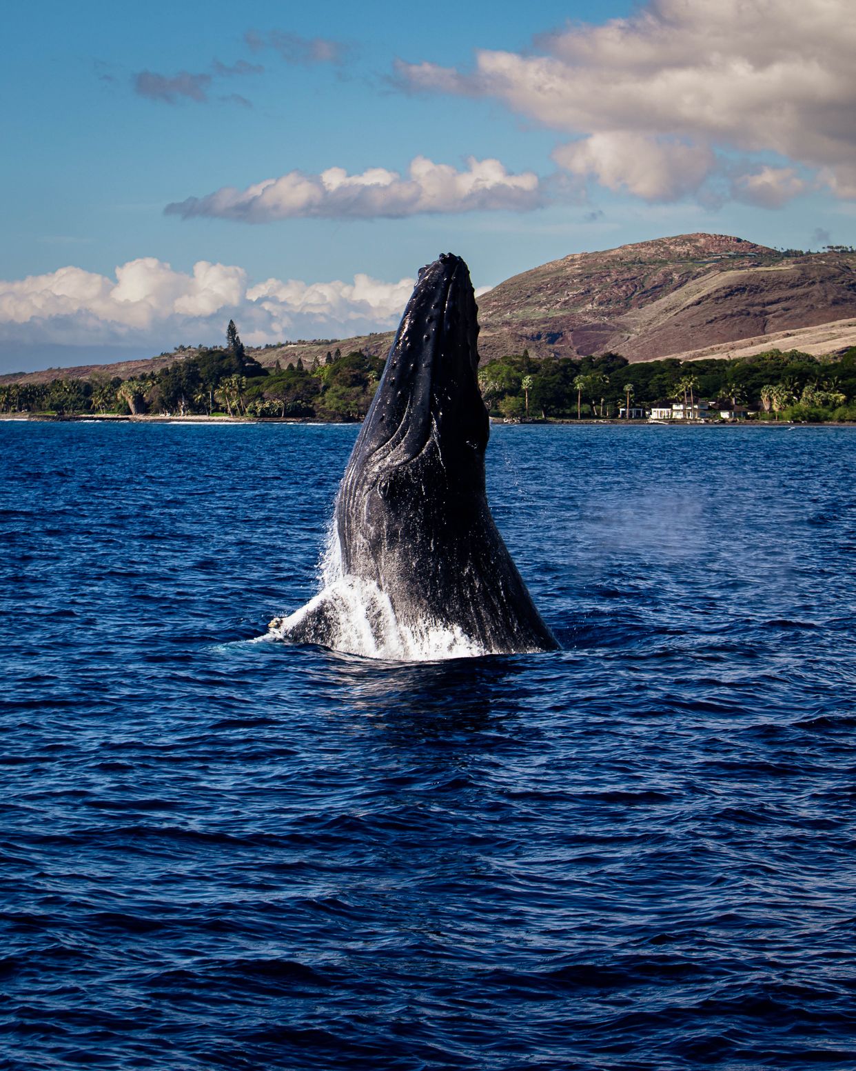 Whale Watching Tours