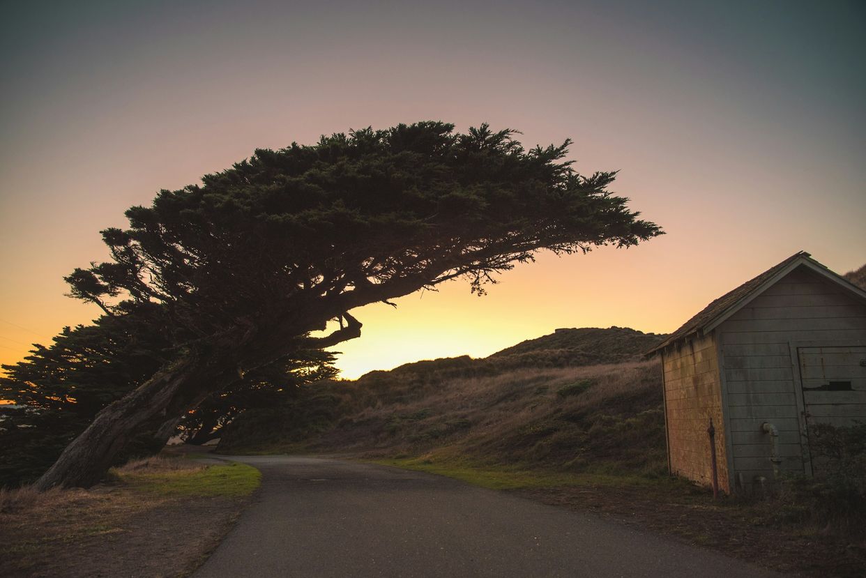 Leaning Tree