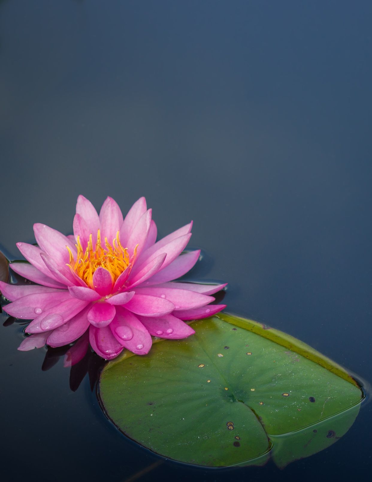 Atlanta Botanical Garden
