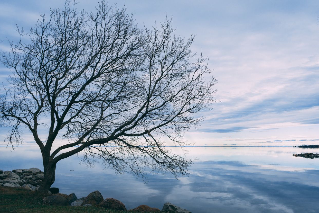 Lone tree