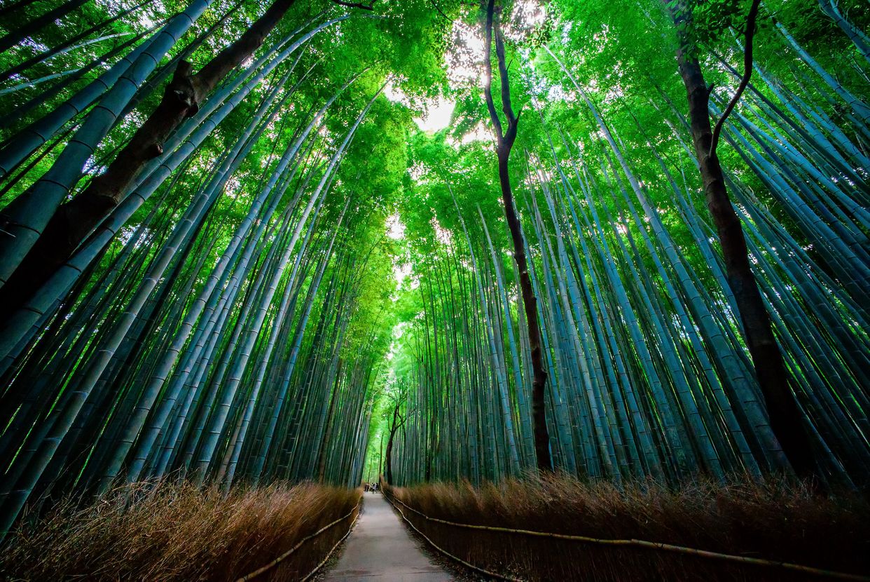 Sagano Bamboo Forest