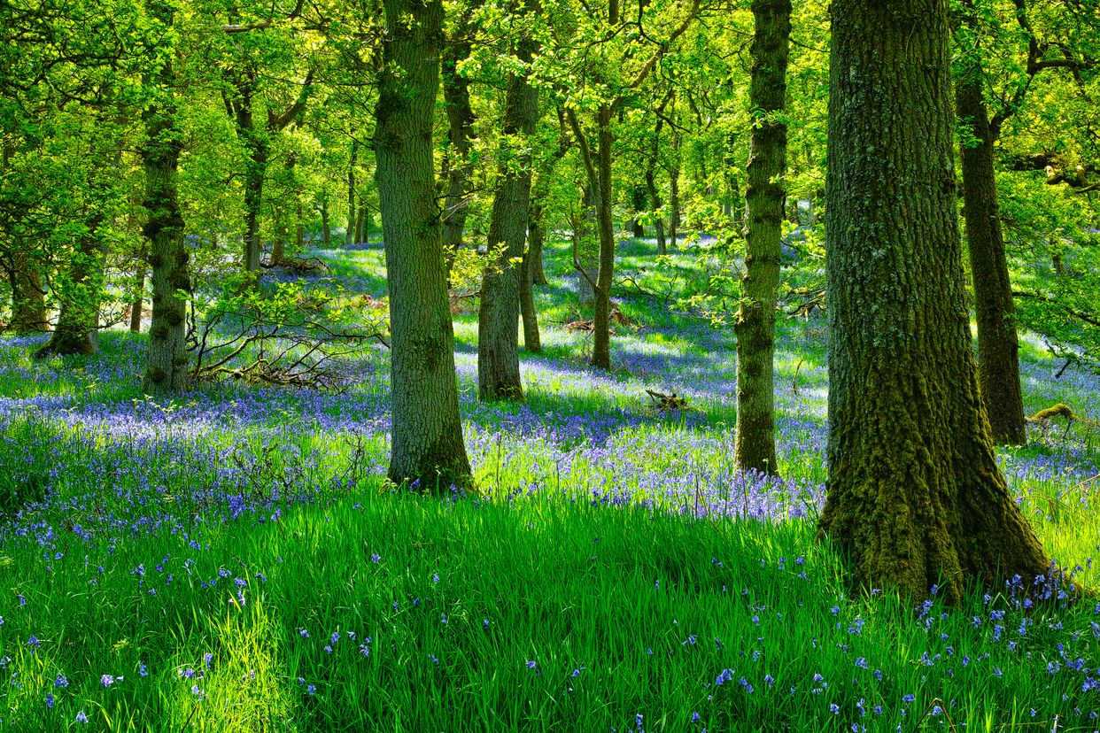 Old Sulehay Forest
