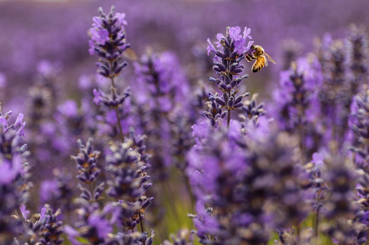B & B Family Lavender Farm