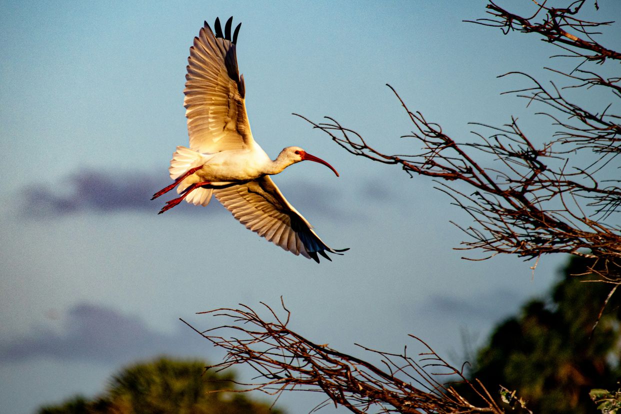Wakodahatchee Wetlands