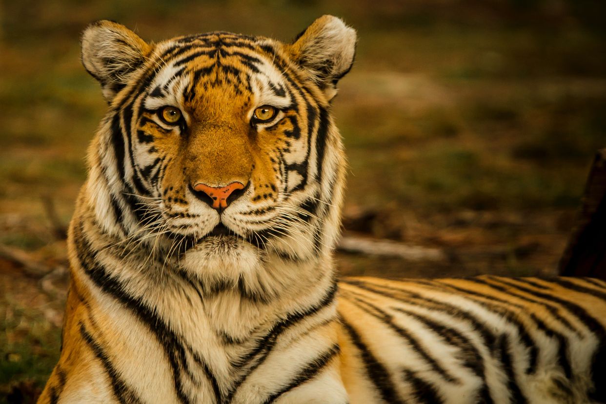 Cedar Cove Feline Conservation & Education Center