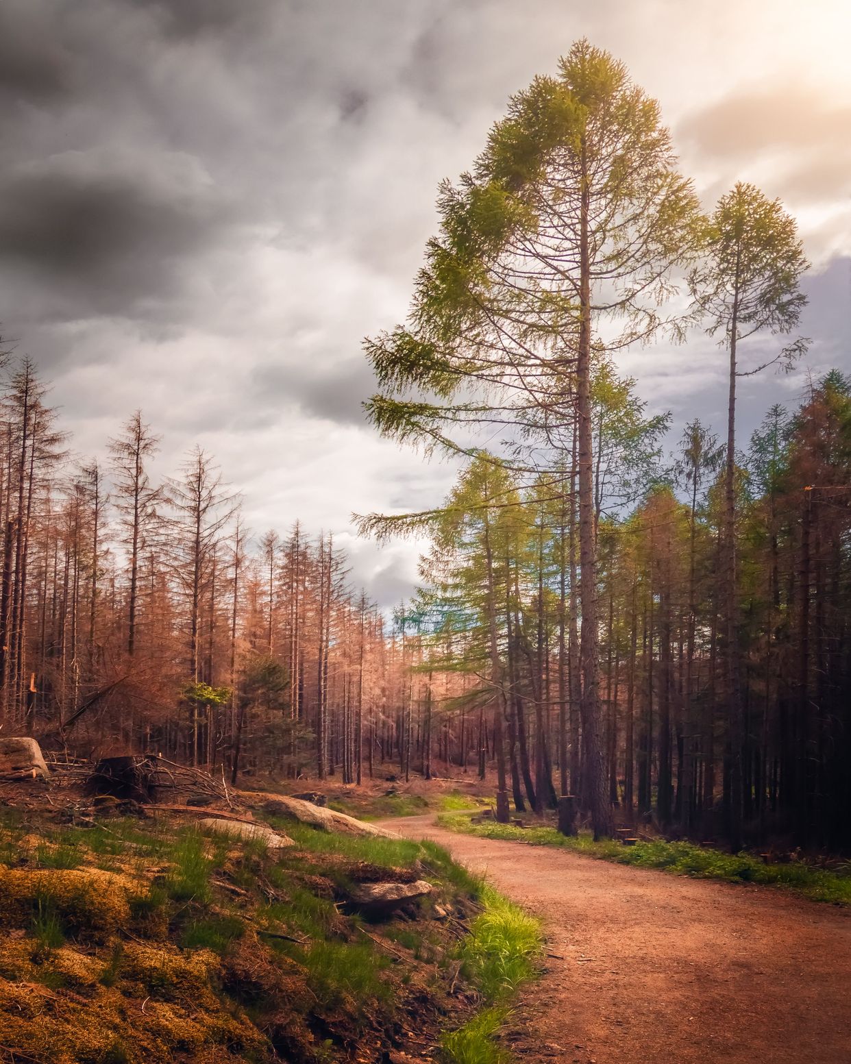 Naturschutzgebiet Oberharz