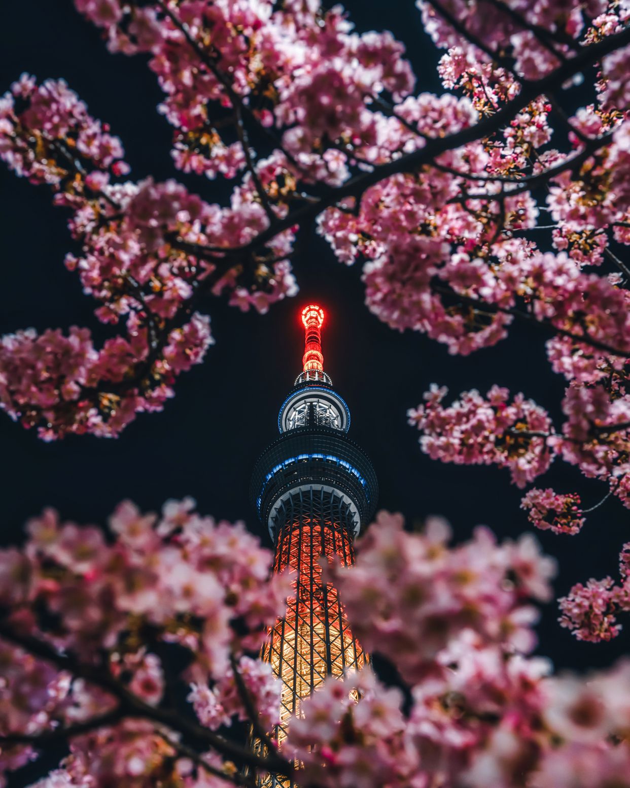 Skytree Tower View