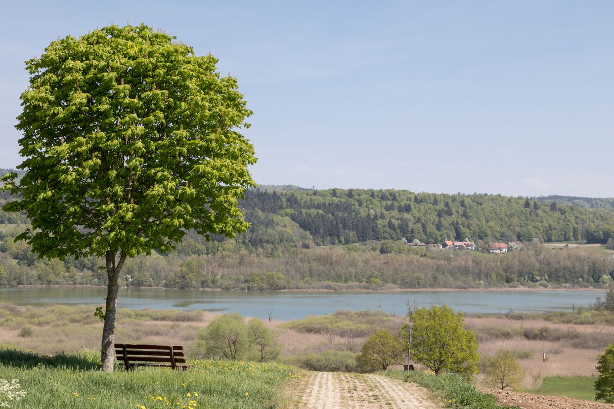 Naturschutzgebiet Mindelsee
