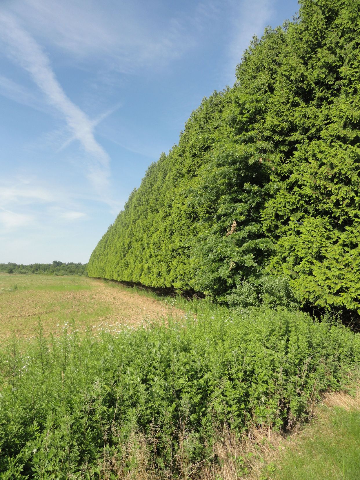 Historic Princeton Nurseries Land