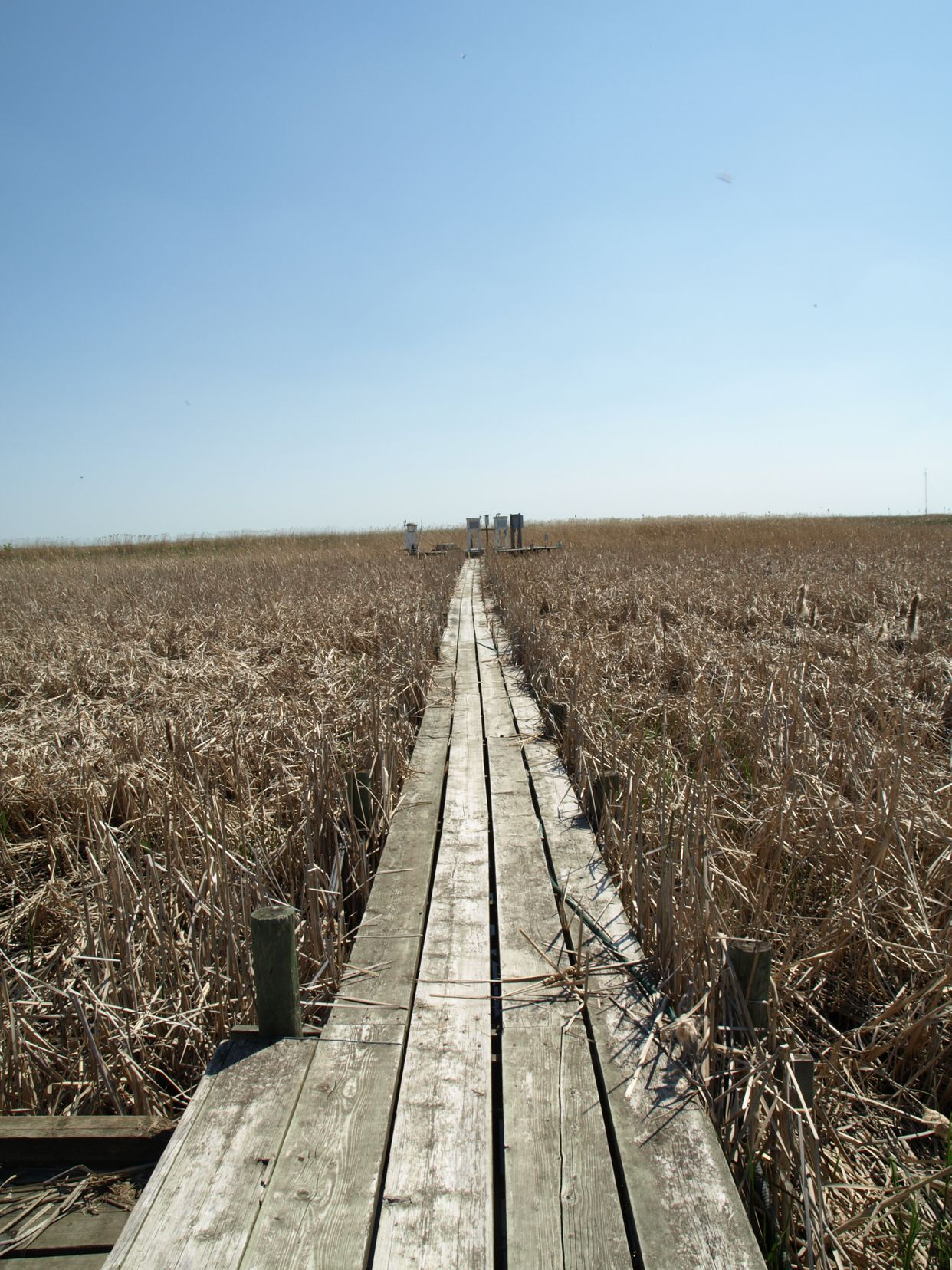 Delta Marsh 