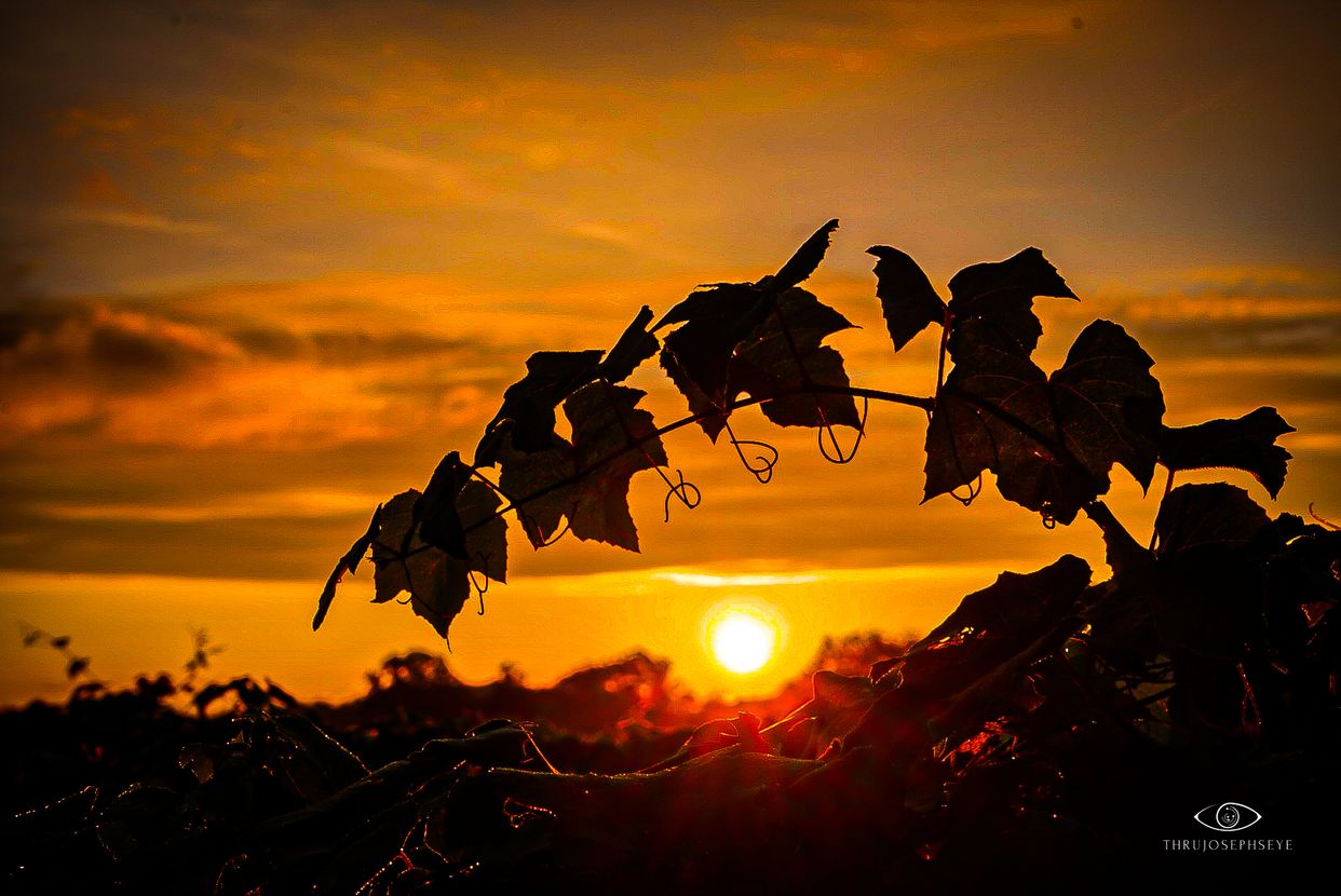 Debonne Vineyard
