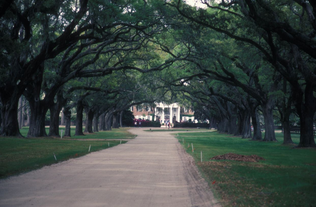Oake Ave Boone Hall Plantation