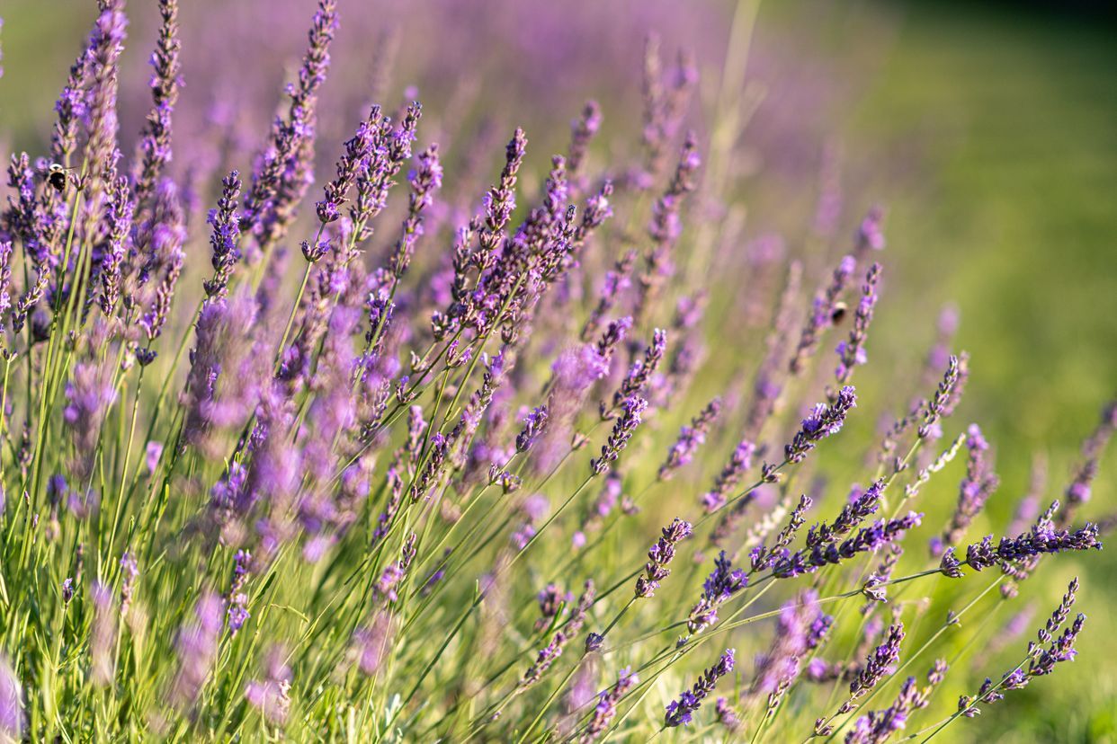 Fork & Plow Lavender Farm