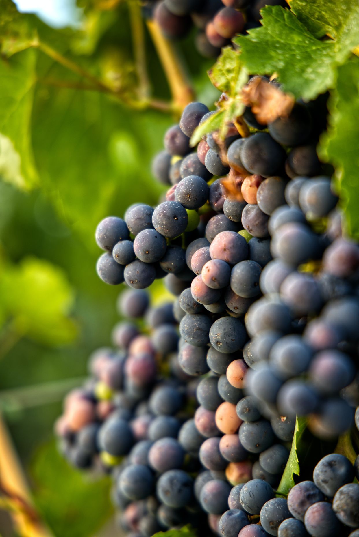 Korak Winery