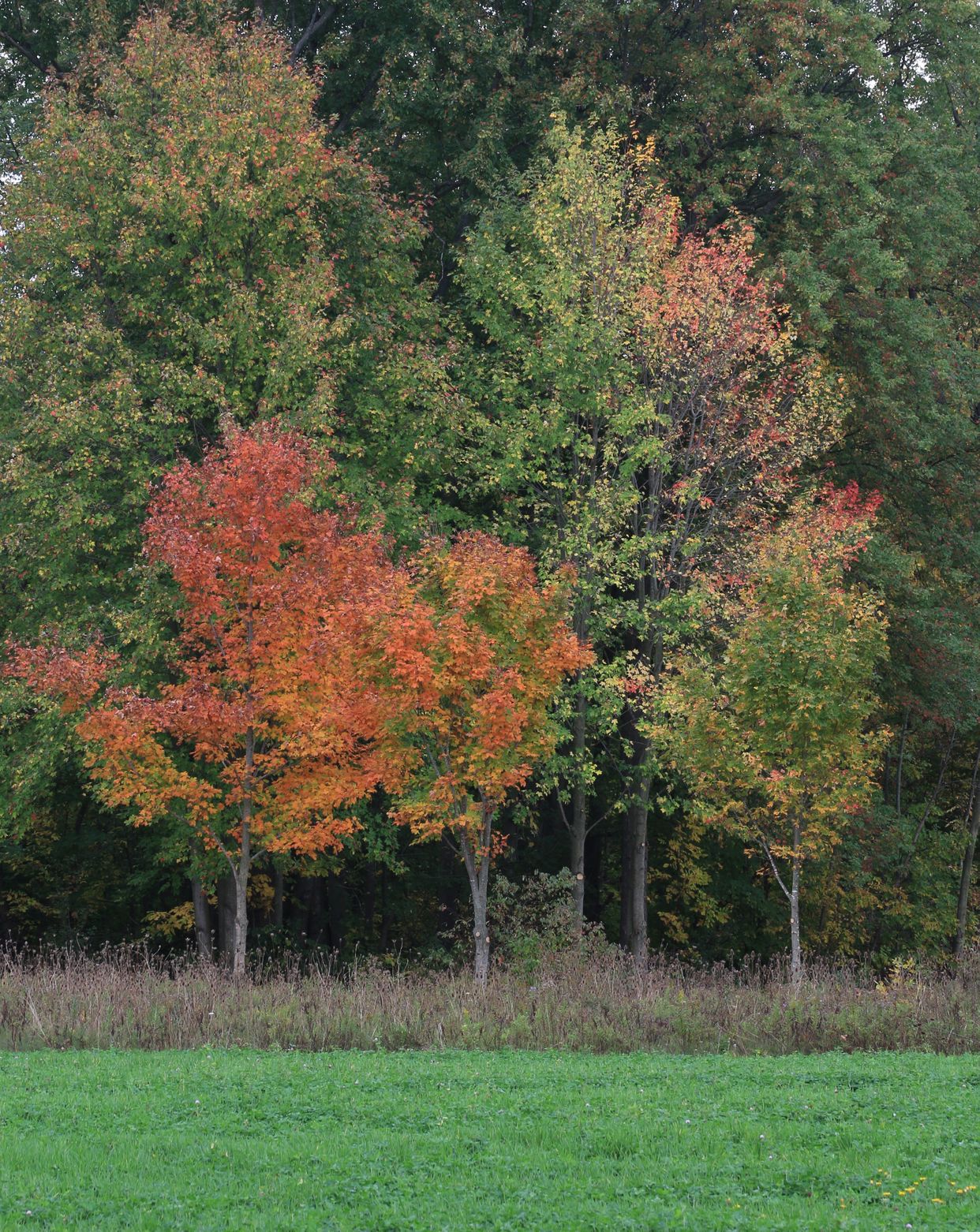 Bright Autumn Colours in Bright, Ontario