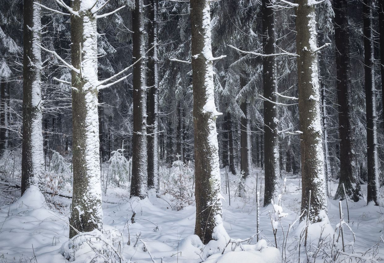 Deister Forest
