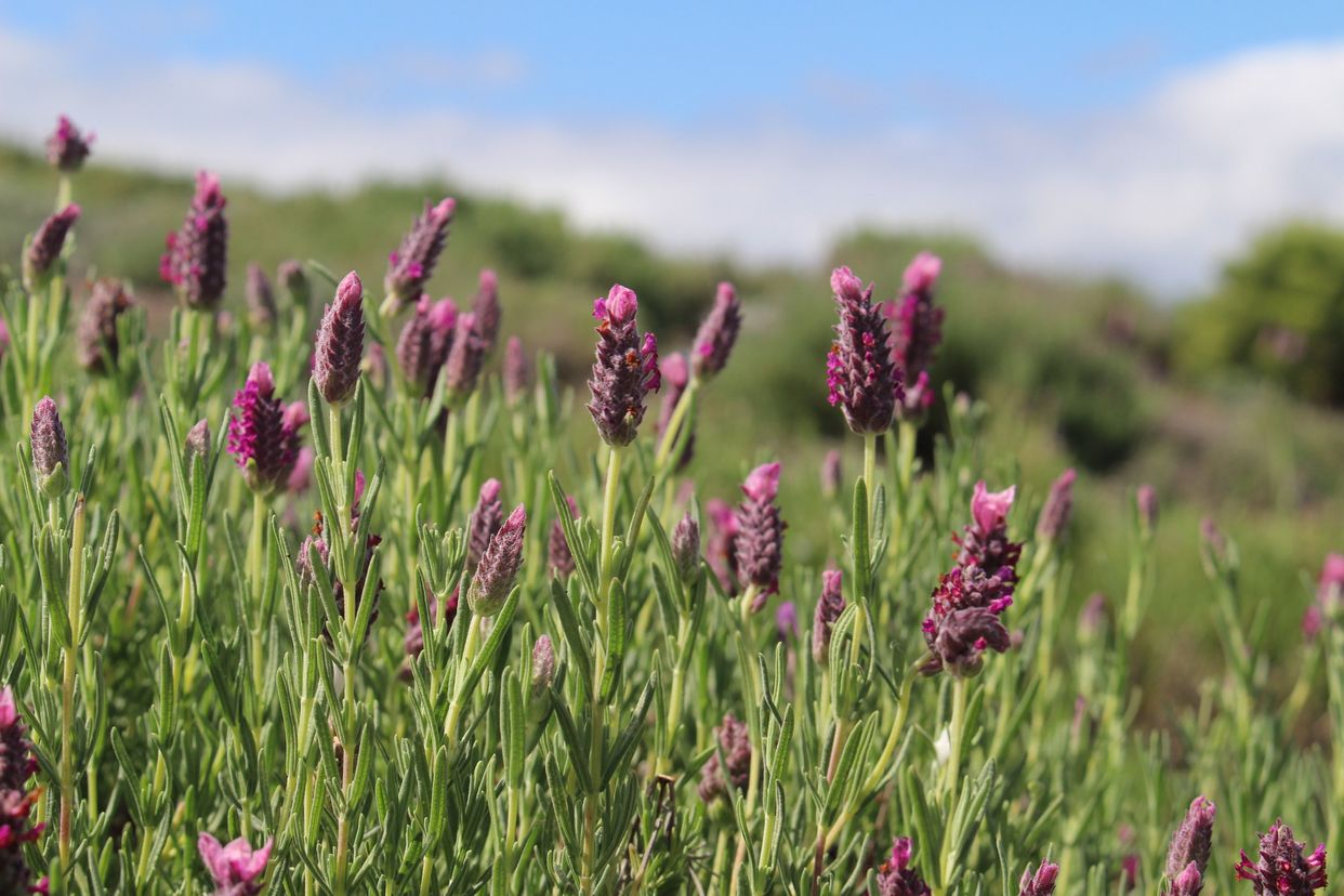 Ali'i Kula Lavender Farm