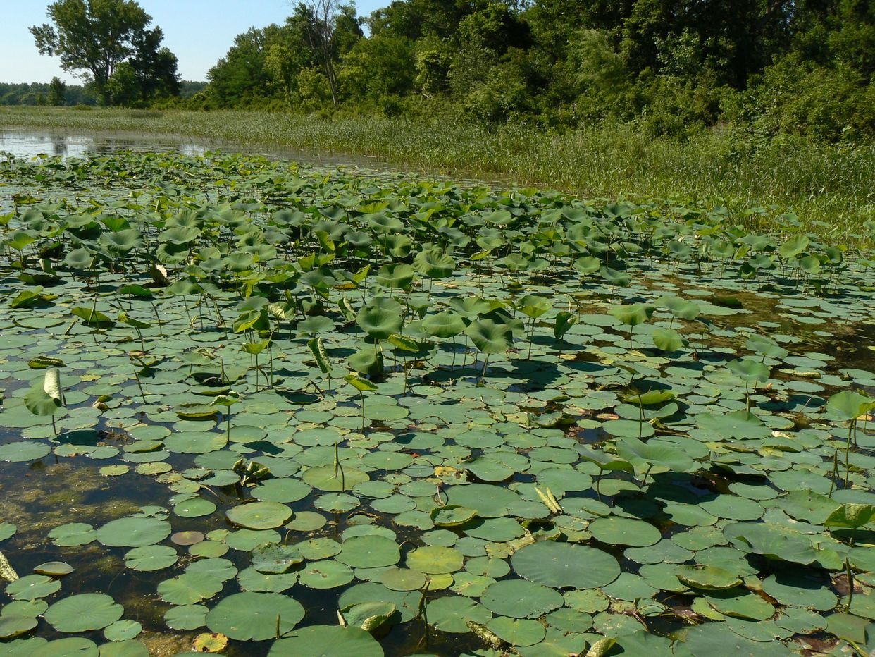 Lotus Pads 