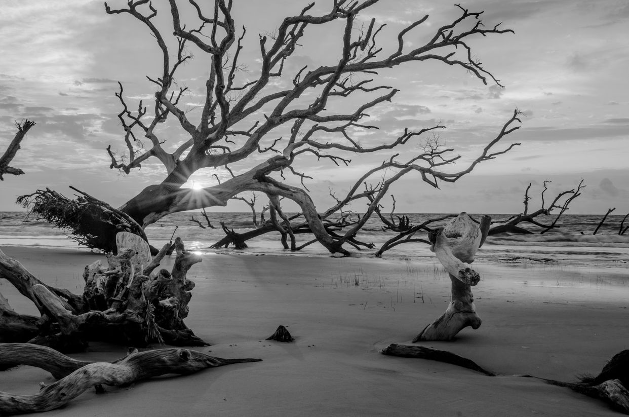 The Boneyard