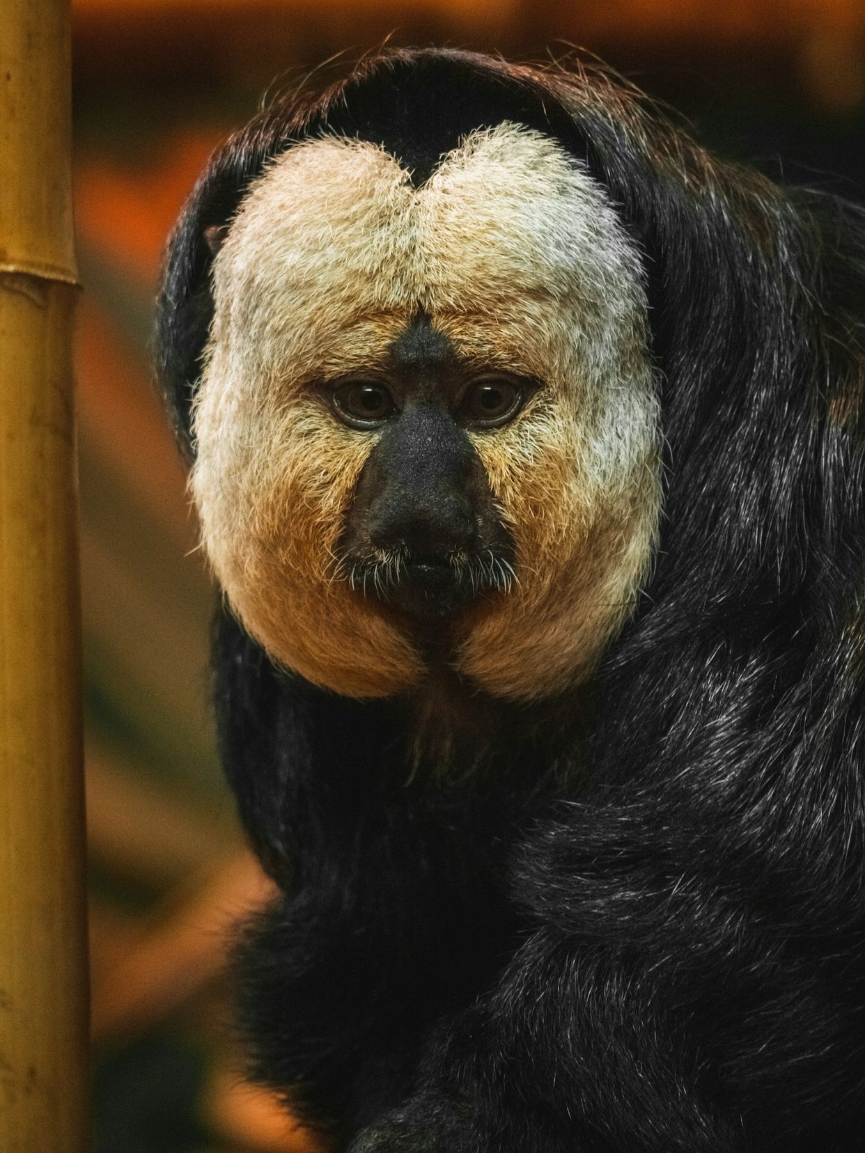Dublin Zoo