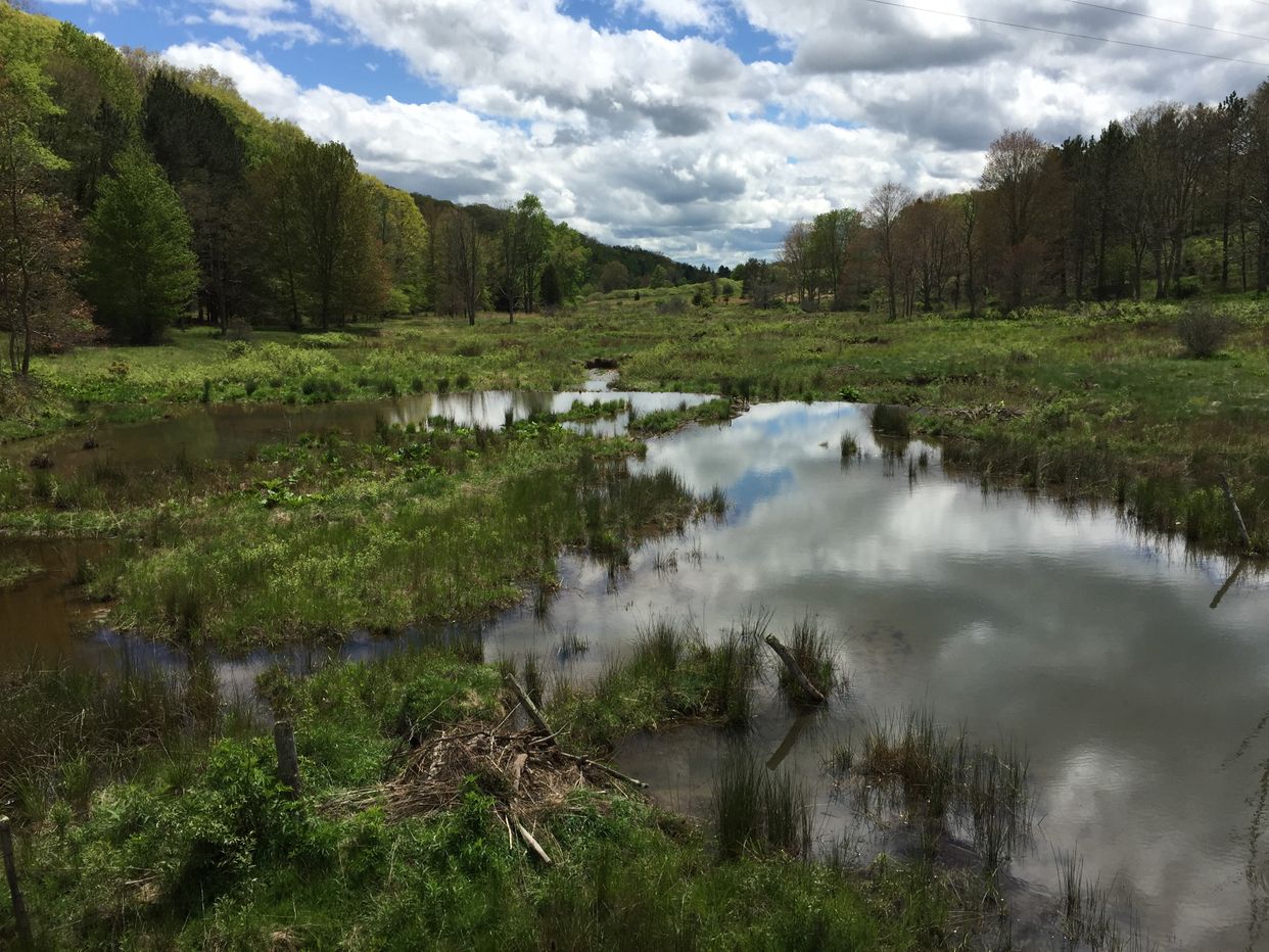 Back Creek