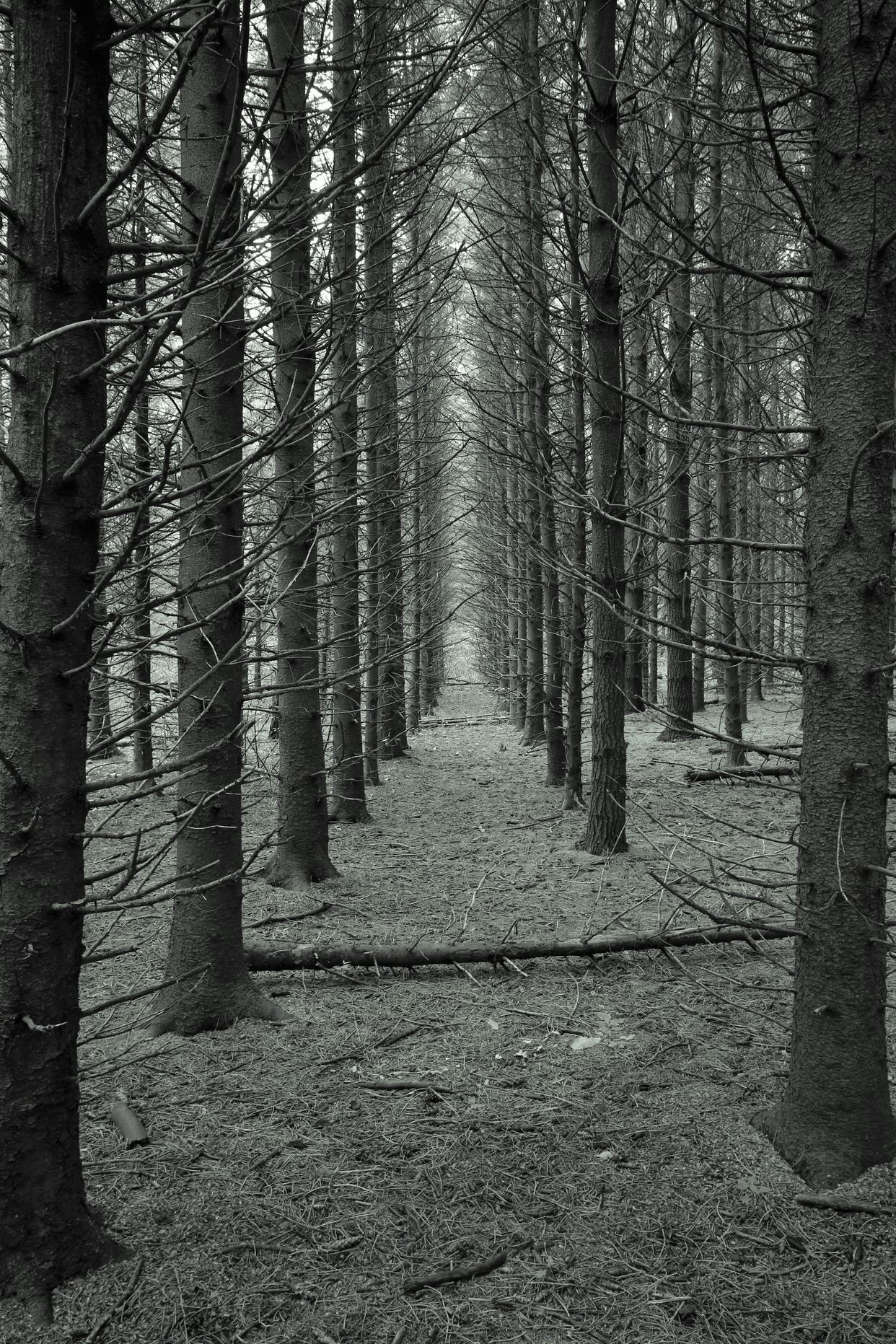 Forest Without Leaves