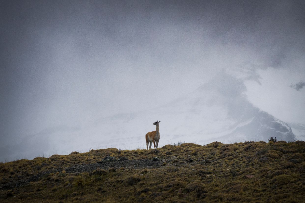 Parque Nacional Torres del Paine 