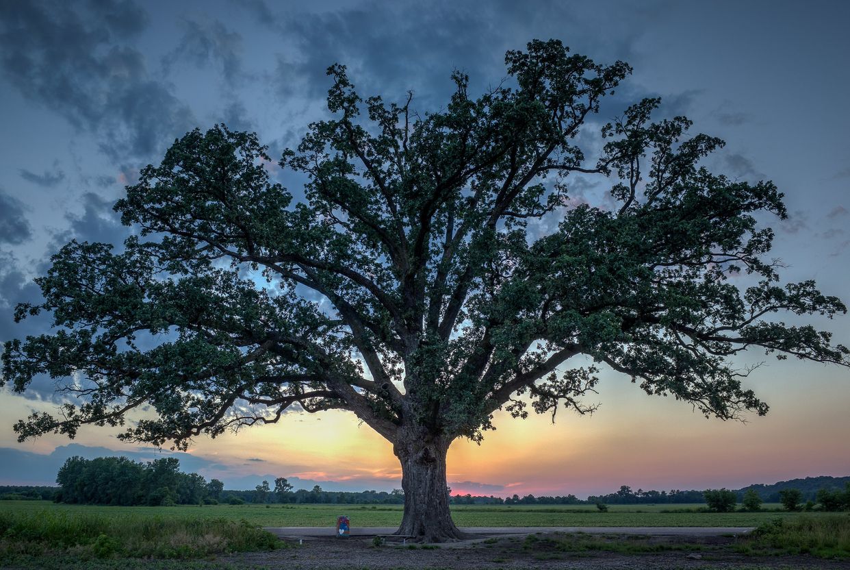 McBaine Bur Oak